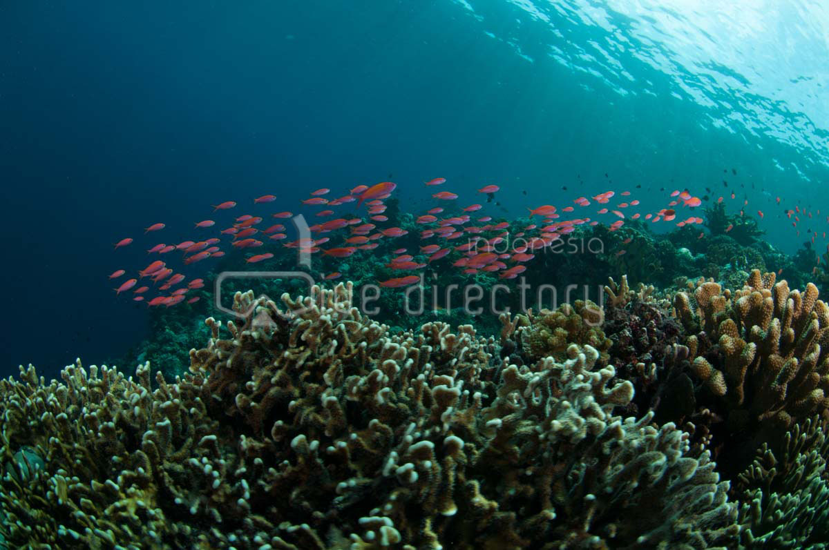 Morotai | Dive Area | Indonesia Dive Directory – the official website